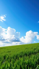 Obraz premium Lush green meadow under a vibrant blue sky dotted with fluffy white clouds, texture, cumulus