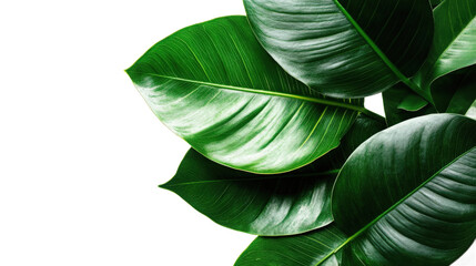 Obraz premium green leaf isolated on white