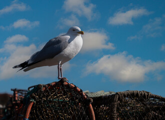 Seagull on Fishing Nets at Whitby UK