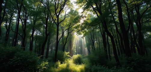 Obraz premium Misty green forest, sunlight filtering through dense canopy, deep, forest