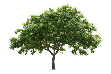 Obraz premium Isolated tree with dense green foliage against a stark white background