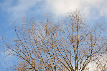  Leafless tree branches against blue sky with white fluffy clouds . Early spring environment, landscape.