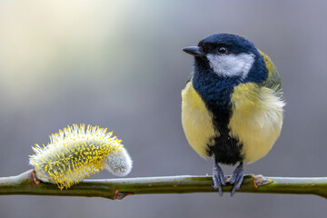 A great tit sits on a willow branch next to a willow blossom