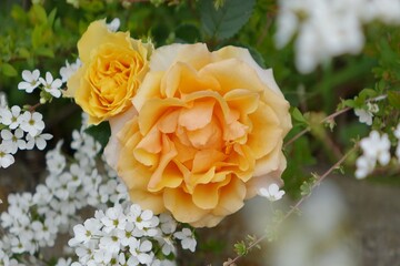 yellow roses in the garden