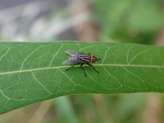 green fly relaxing on a leaf