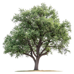 A Full Grown American Elm Tree with White Flowers Isolated on Transparent Background