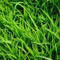 Lush, vibrant green grass texture, perfect for backgrounds, natural, ecology, background