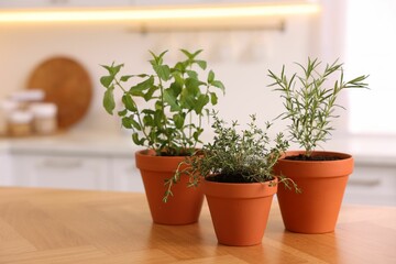 Aromatic herbs in pots on wooden table at home