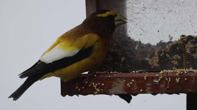 Evening Grosebeak eating at a bird feeder