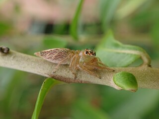 Colonus is a genus of spider in the jumping spider family