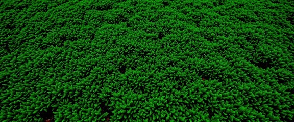 Emerald green moss carpet, textured surface, lush background, spring, vibrant