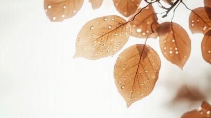 Elegant Autumn Leaves with Dew Drops