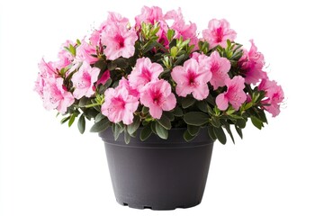 Blooming Pink Azalea in Pot Isolated on White Background
