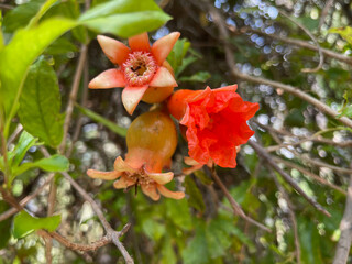 Exotic Red Pomegranate Flower Blossoming on Tree in Lush Green Foliage, Oman Nature Botanical Garden