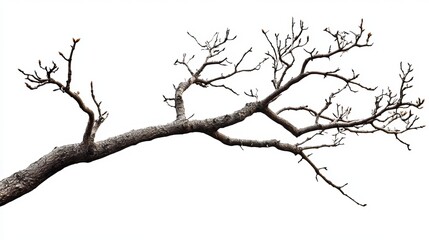 Obraz premium Majestic Winter Tree Branch Isolated on White Background Detailed Natural Photography High Resolution Image Perfect for Design Projects and Digital 