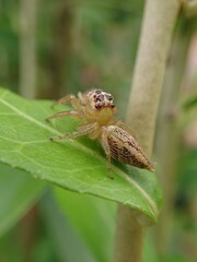 Colonus is a genus of spider in the jumping spider family