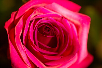Macro shot of a rose