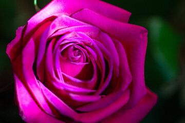 Magenta colored rose