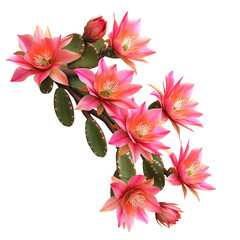 A Detailed 3D Orchid Cactus with Trailing Vibrant Pink Flowers Isolated on Transparent Background