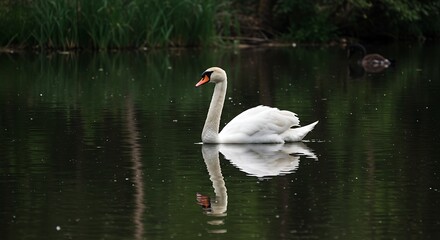 Obraz premium A graceful white swan swimming serenely on a tranquil lake