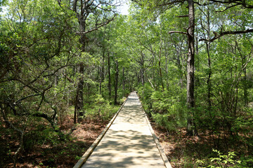 Currituck Banks Maritime Forest Trail, Outer Banks, North Carolina.