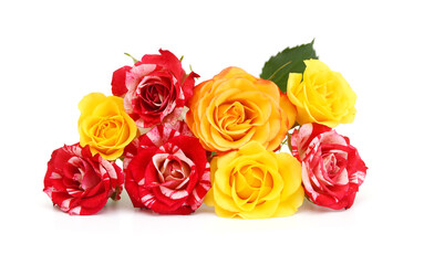 Yellow and red rose flowers on white background