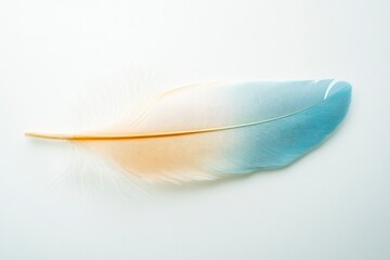 Obraz premium Elegant Feather with Blue and Gold Colors on White Background