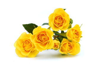 Yellow rose flowers isolated on white background 