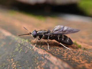 Hermetia illucens aka black soldier fly.