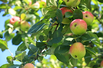 Harvesting a rich harvest at a dacha in the village. Apples in an autumn sunny garden on tree branches, beauty and gifts of nature, the concept of natural dietary nutrition and agriculture,