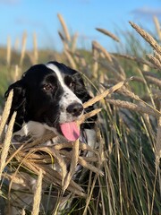 dog beach grass