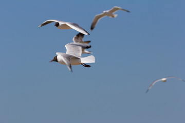 Obraz premium Grace in motion, black-headed gulls soaring effortlessly through the clear blue sky.