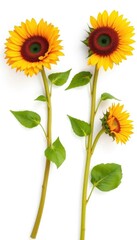 Three vibrant sunflowers, stems, and leaves, isolated on white, studio shot, macro