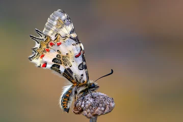 Selbstklebende Fototapeten Macro shots, Beautiful nature scene. Closeup beautiful butterfly (Eastern Festoon) sitting on the flower in a summer garden. © blackdiamond67