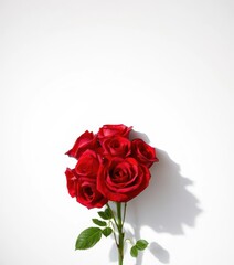 Crimson rose bouquet shadow, stark white canvas background, intense, shadow