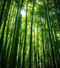 Fototapeta premium Dense green bamboo stalks, sunlight dappled leaves, backdrop, bamboo