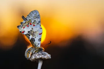 Gordijnen Macro shots, Beautiful nature scene. Closeup beautiful butterfly (Eastern Festoon) sitting on the flower in a summer garden. © blackdiamond67