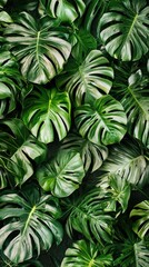 Lush Monstera Leaf Background