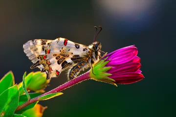 Gordijnen Macro shots, Beautiful nature scene. Closeup beautiful butterfly (Eastern Festoon) sitting on the flower in a summer garden. © blackdiamond67