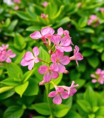 Pink Adenium obesum blooms in sharp focus, lush green backdrop, design, floral arrangement, petals