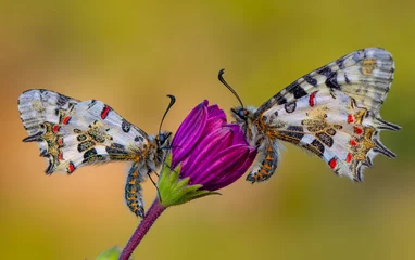 Gordijnen Macro shots, Beautiful nature scene. Closeup beautiful butterfly (Eastern Festoon) sitting on the flower in a summer garden. © blackdiamond67
