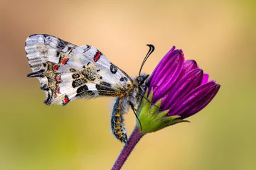 Gordijnen Macro shots, Beautiful nature scene. Closeup beautiful butterfly (Eastern Festoon) sitting on the flower in a summer garden. © blackdiamond67