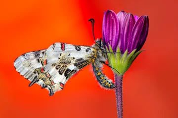 Gordijnen Macro shots, Beautiful nature scene. Closeup beautiful butterfly (Eastern Festoon) sitting on the flower in a summer garden. © blackdiamond67