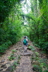 Obraz premium Hikers on path through bamboo forest