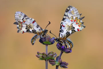 Gordijnen Macro shots, Beautiful nature scene. Closeup beautiful butterfly (Eastern Festoon) sitting on the flower in a summer garden. © blackdiamond67