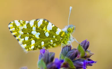 Gordijnen Macro shots, Beautiful nature scene. Closeup beautiful butterfly sitting on the flower in a summer garden.   © blackdiamond67