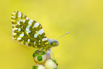 Gordijnen Macro shots, Beautiful nature scene. Closeup beautiful butterfly sitting on the flower in a summer garden.   © blackdiamond67