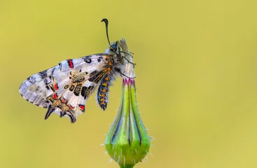 Gordijnen Macro shots, Beautiful nature scene. Closeup beautiful butterfly (Eastern Festoon) sitting on the flower in a summer garden. © blackdiamond67