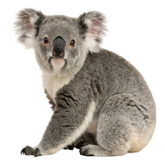 Naklejka premium A koala sitting uprightly transparent background