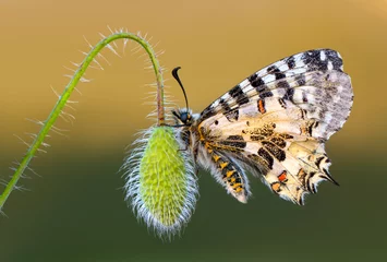 Gordijnen Macro shots, Beautiful nature scene. Closeup beautiful butterfly (Eastern Festoon) sitting on the flower in a summer garden. © blackdiamond67